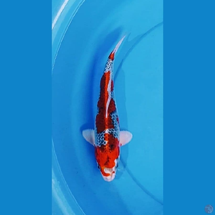 Red Kujaku 30cm