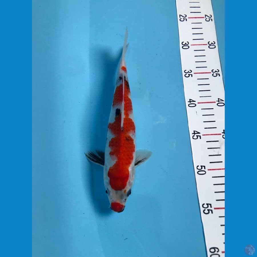 showa 26cm