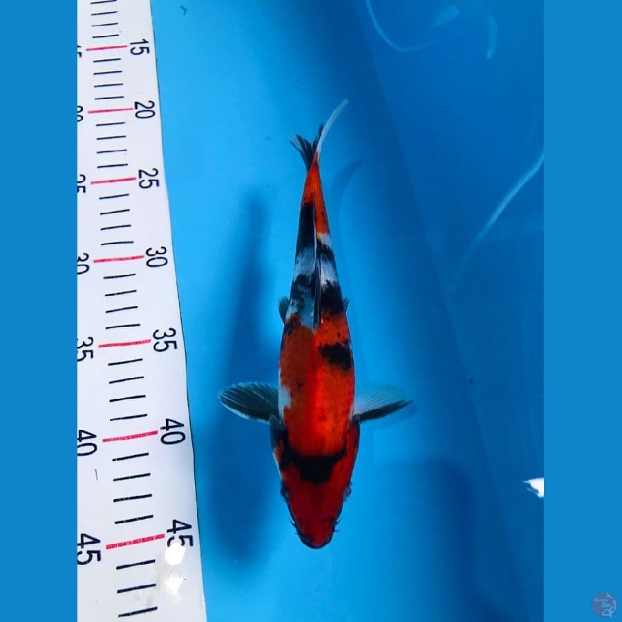 showa 20cm
