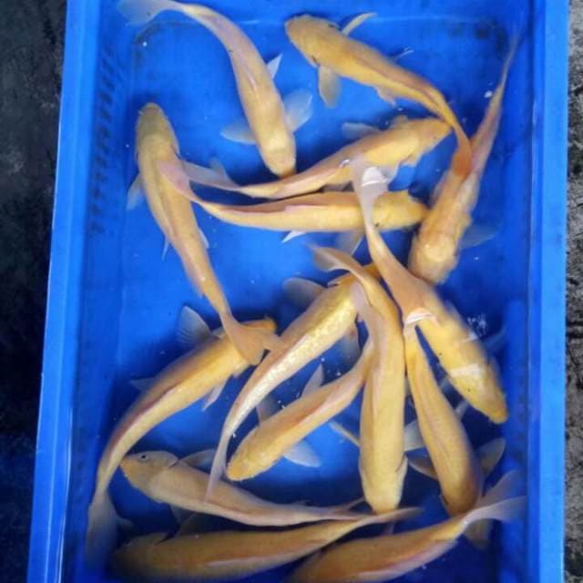 Mix 15 ekor 26cm31cm