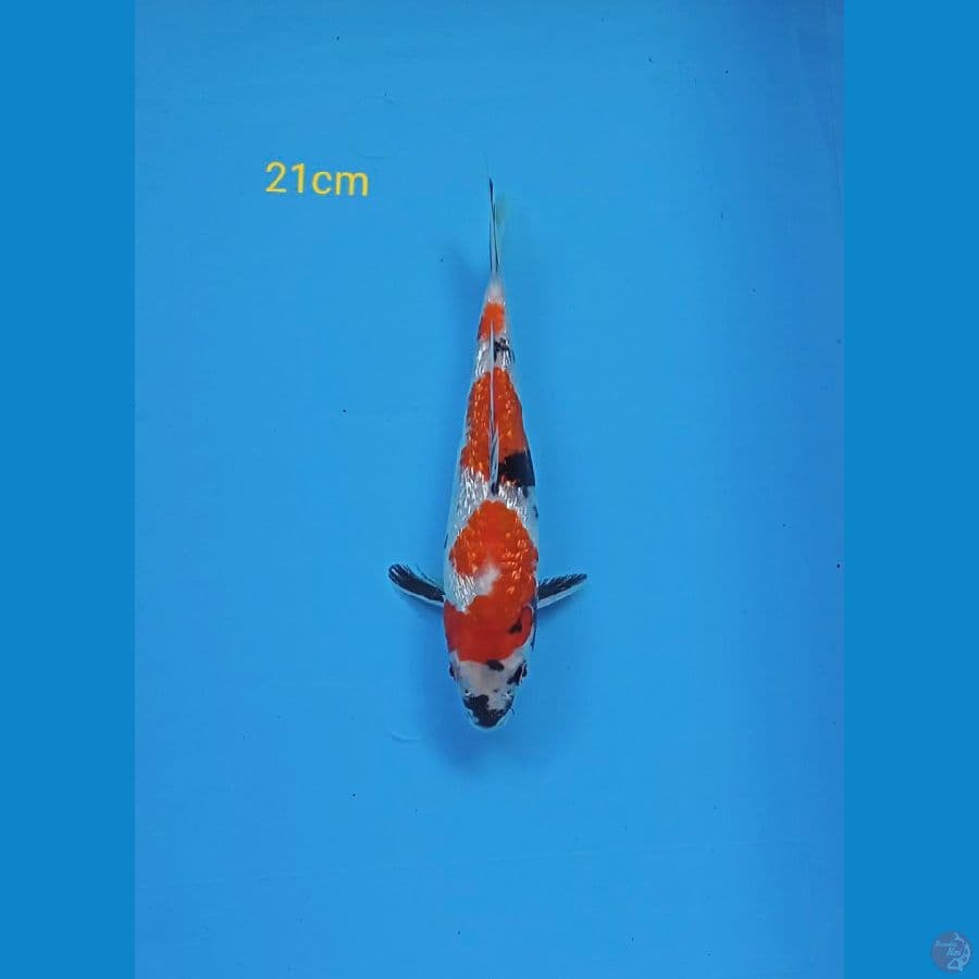 Showa Ginrin 21 cm