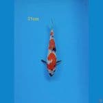 Showa Ginrin 21 cm