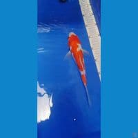 kohaku Doitsu 23 cm
