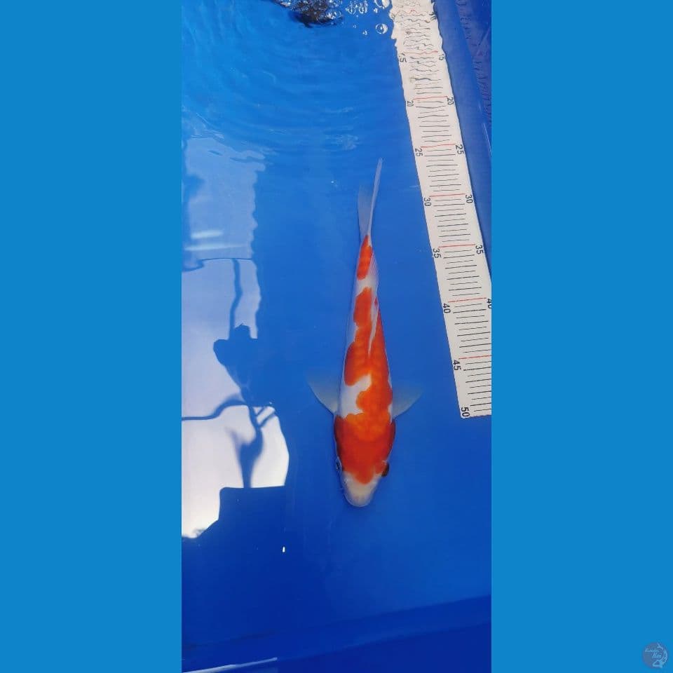 kohaku Doitsu 23 cm