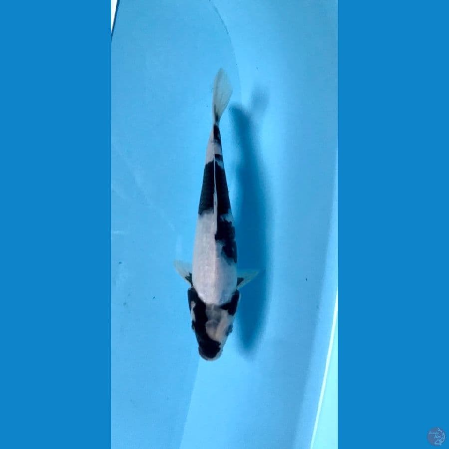 shiro 23cm