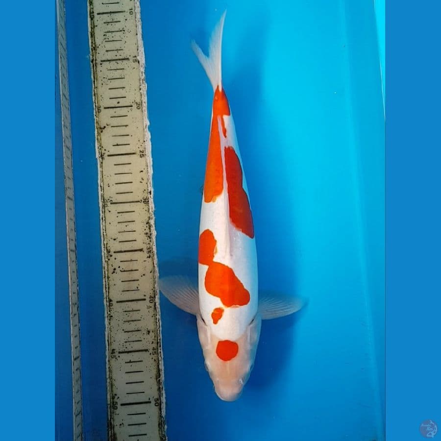 KOHAKU DOITSU MURNI 37 cm