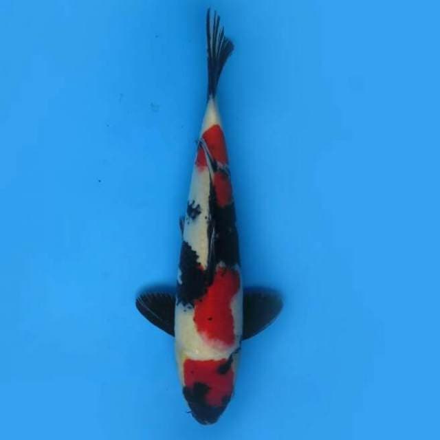 36cm - F1 Super Red Showa 