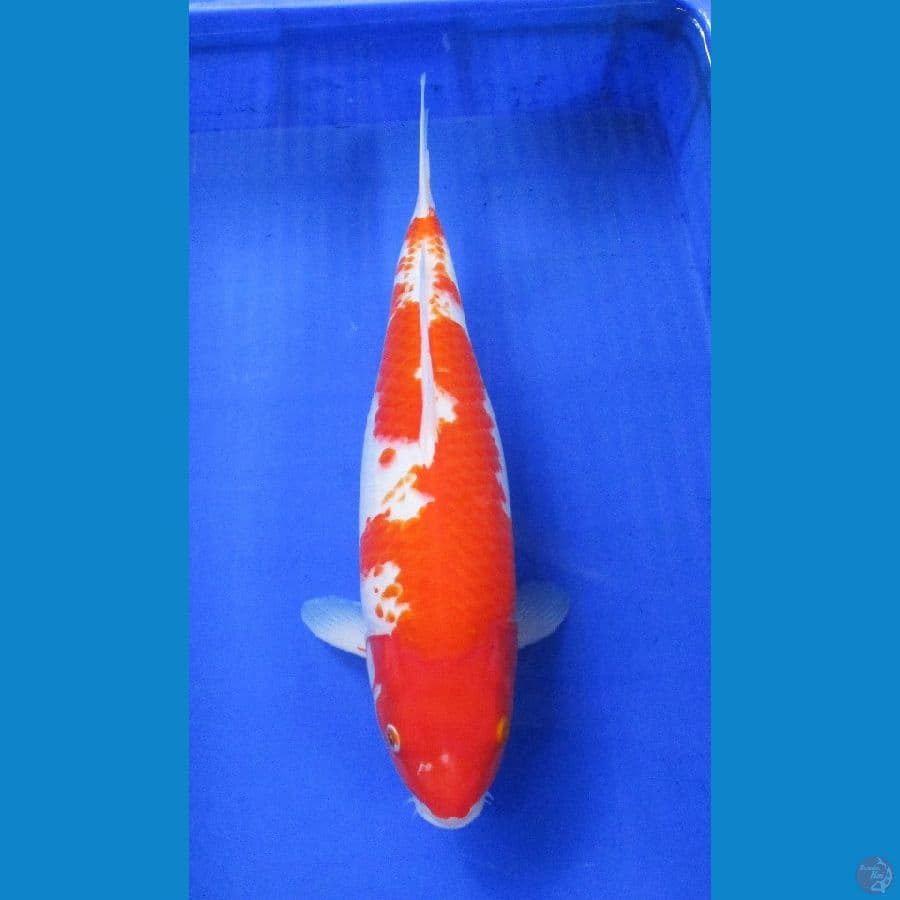 kanoko kohaku ±42cm