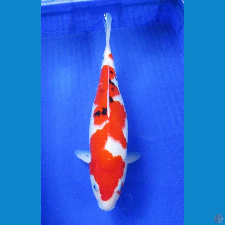 inazuma sanke ±41cm