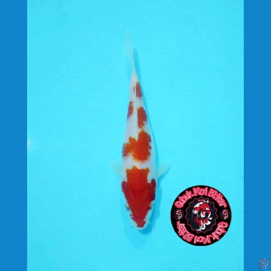 BABY 8 ~ Kohaku 4 Step Ori