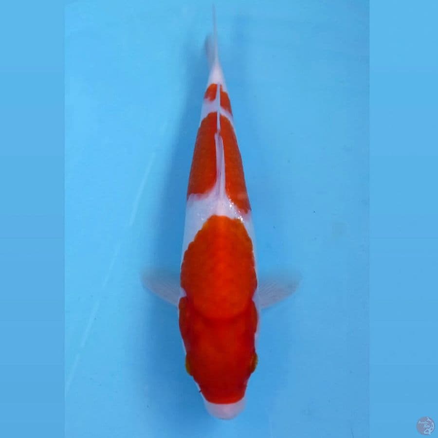 kohaku, 23 cm