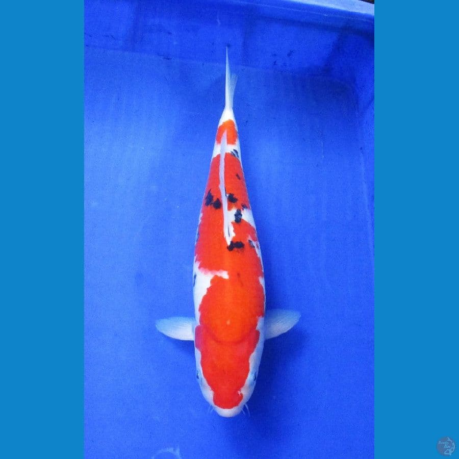 inazuma sanke ±35cm