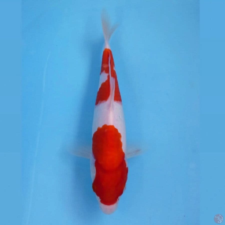 kohaku, 25 cm