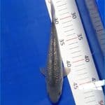 Soragoi Ginrin 20cm