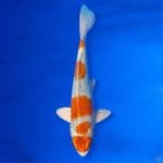 Maruten Kujaku 23cm