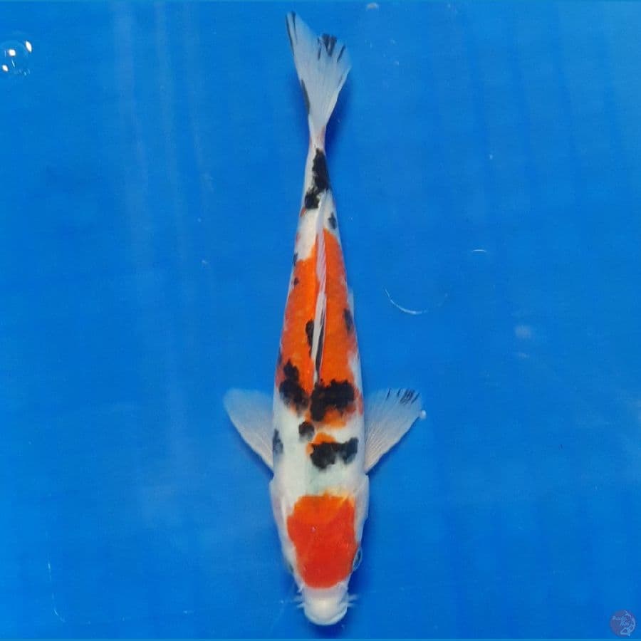 Sanke 19cm