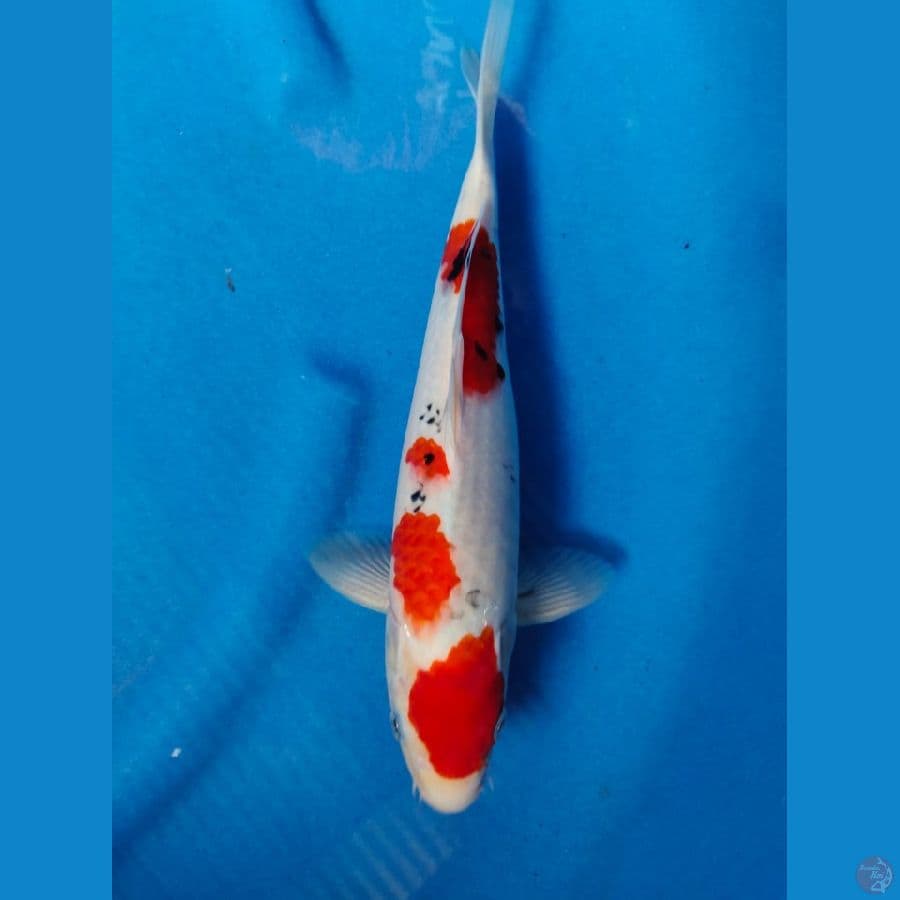 sanke tategoi 31cm