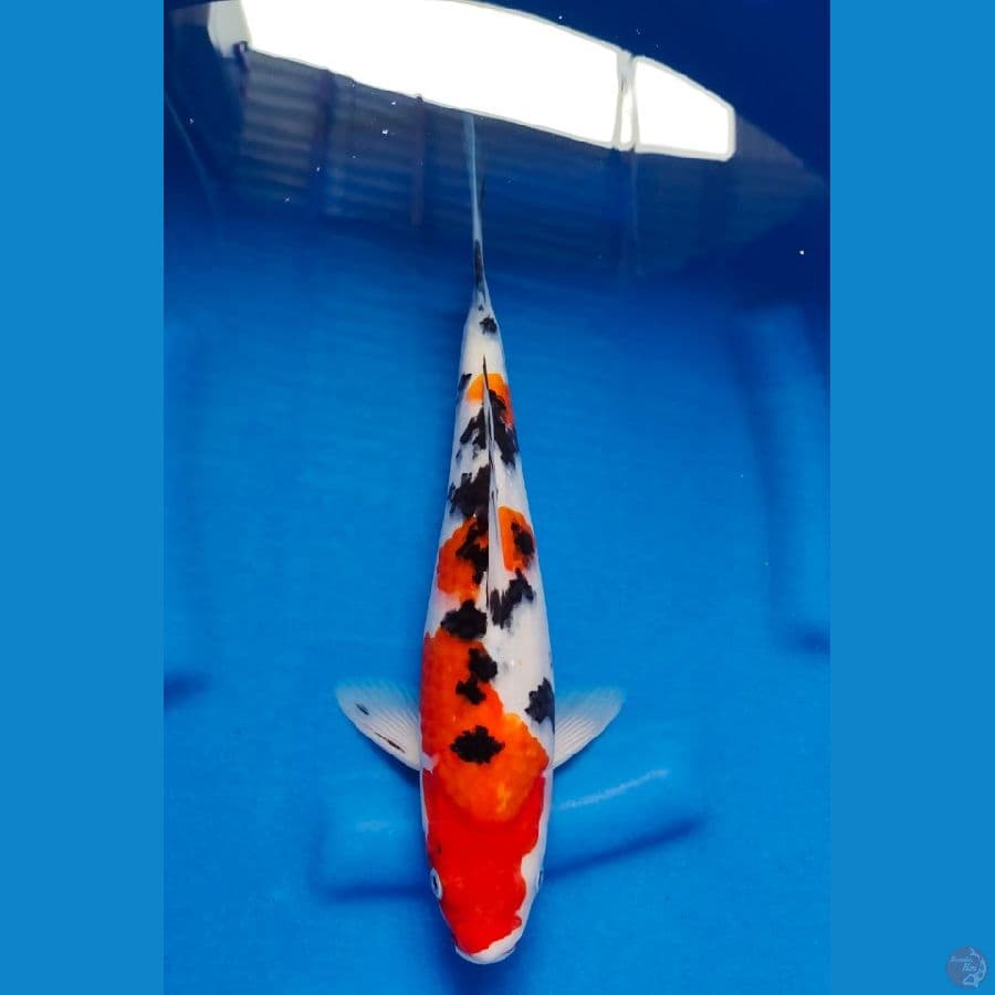 sanke 31cm
