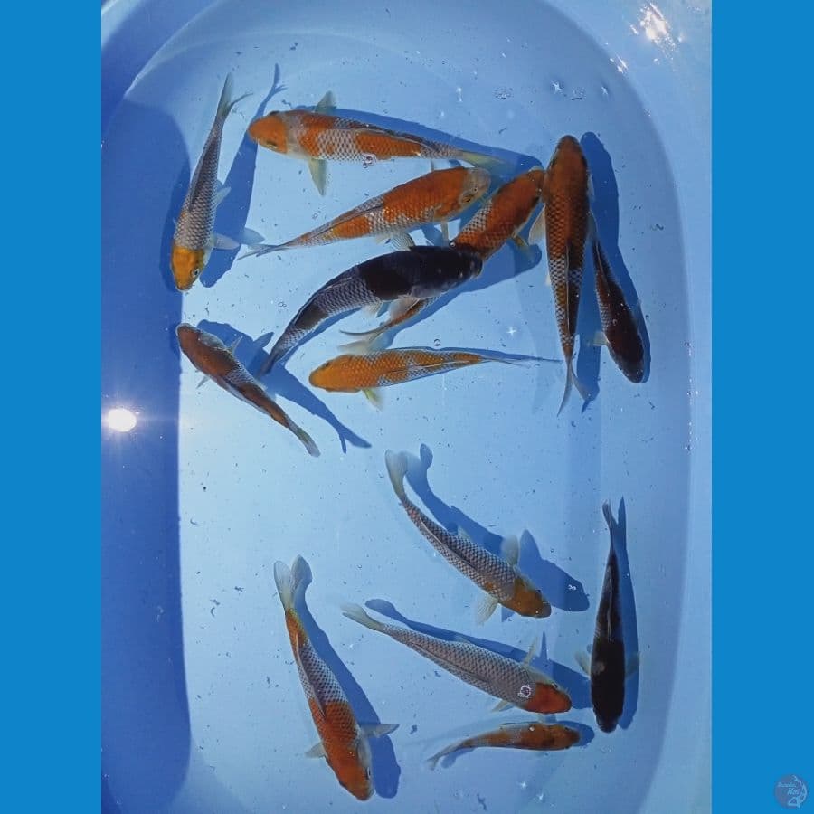 ochiba shigure 12-21 CM