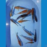 ochiba shigure 12-21 CM