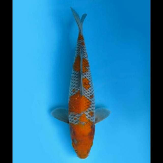 35cm - F1 Ochiba Shigure Nyala 