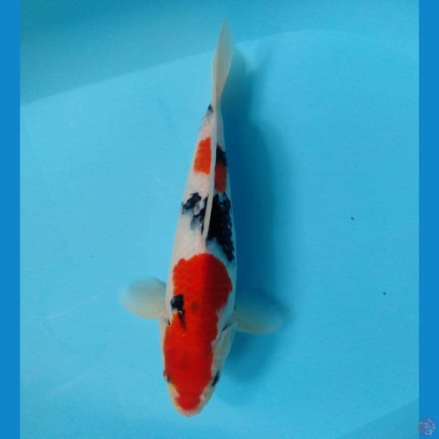 30 cm (male)