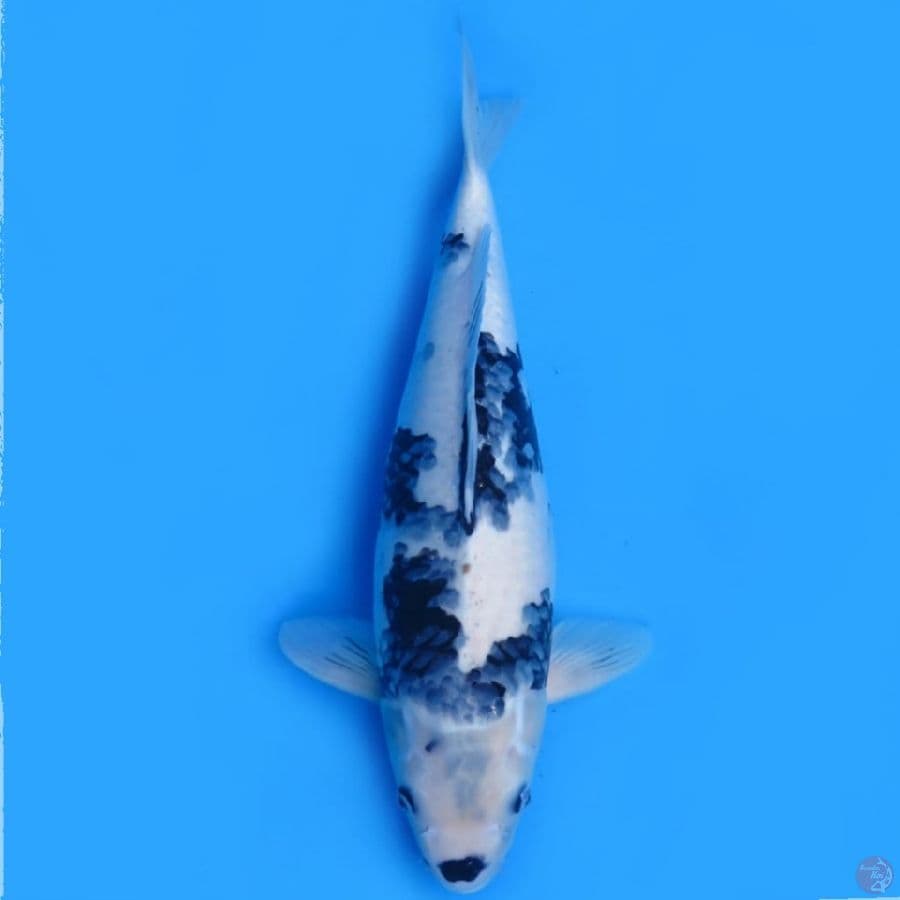3.60bu Shiro utsuri tategoi HQ