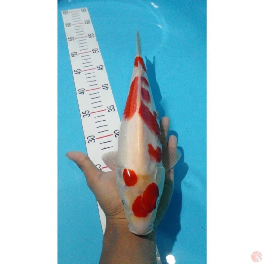 019-KOHAKU 32CM