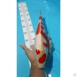 019-KOHAKU 32CM