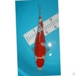 020-KOHAKU 32CM