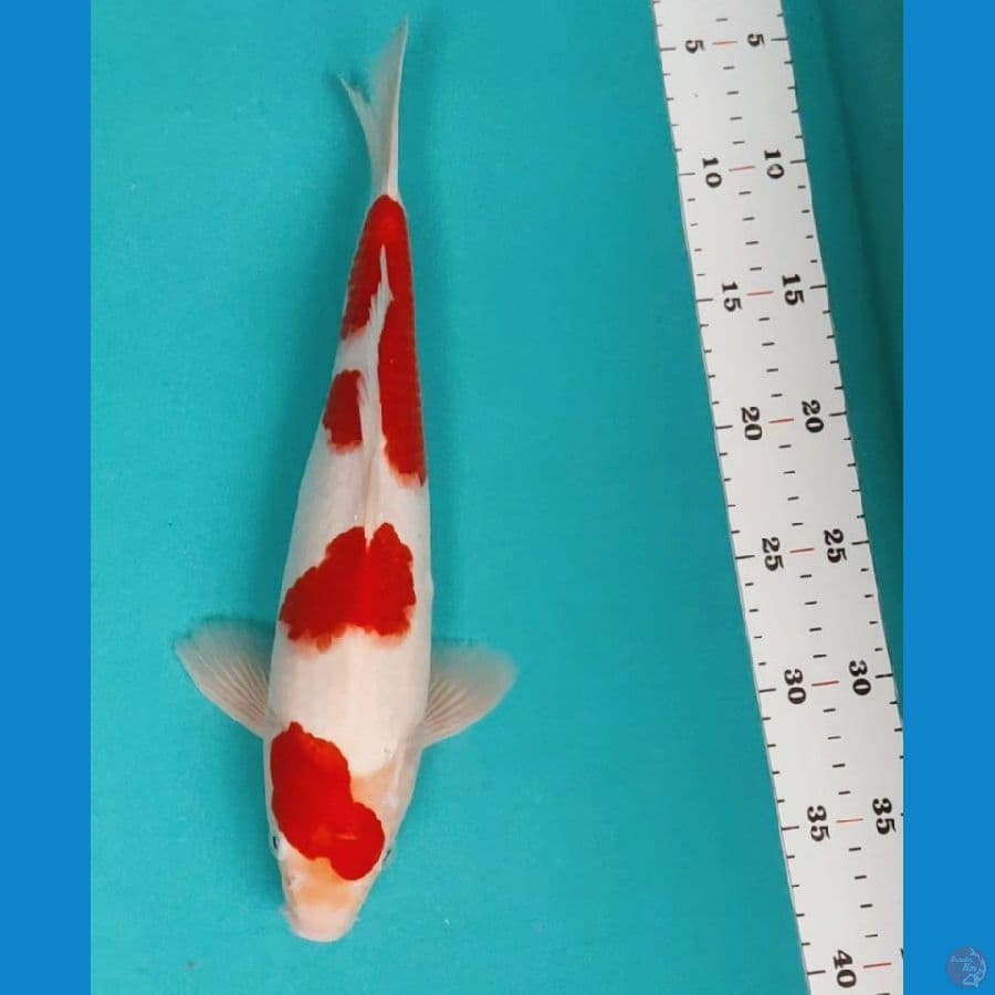 kohaku step 32cm male