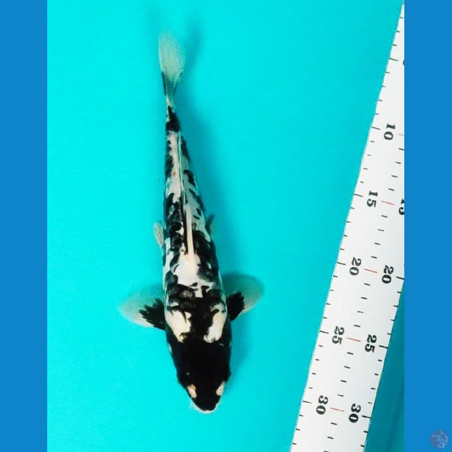 black koshui 25cm