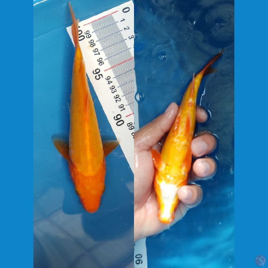 Benigoi Doitsu Tembus perut