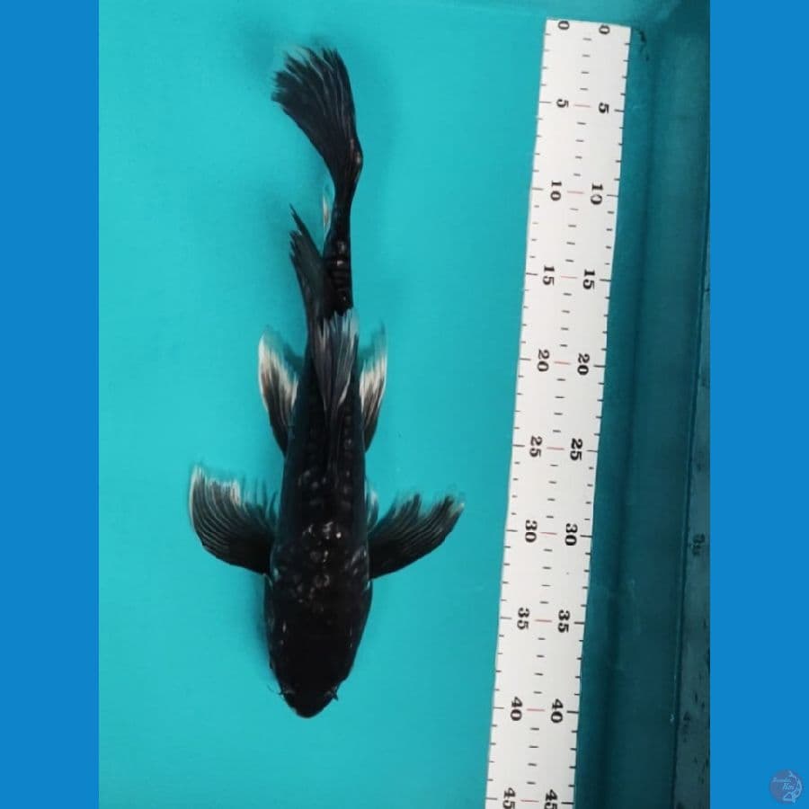 kumpay kawari 38cm male