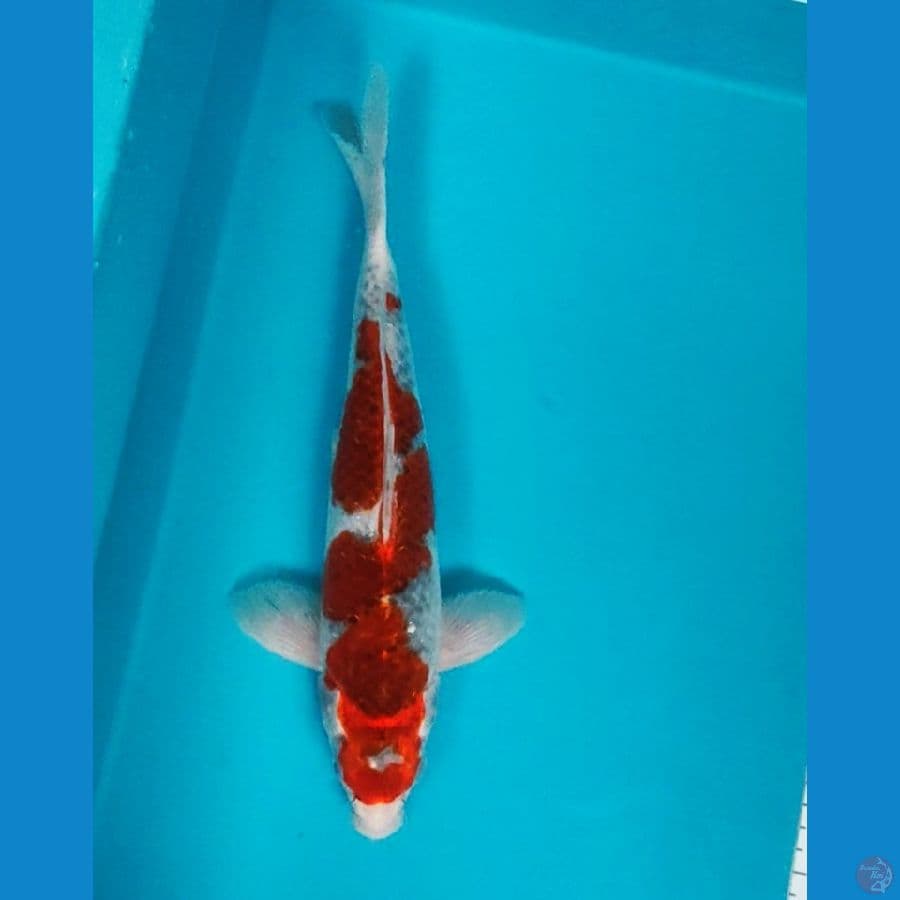 goshiki 33cm male