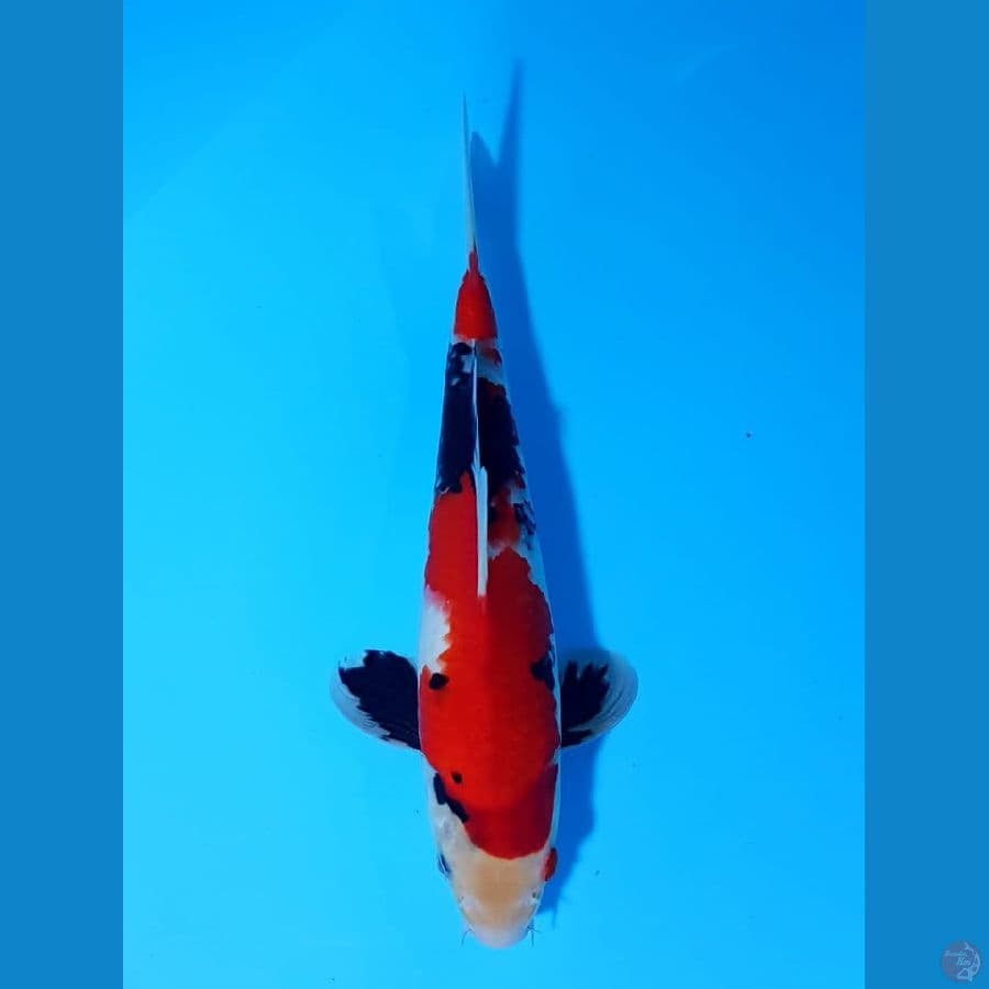 showa HQ strong 28cm male