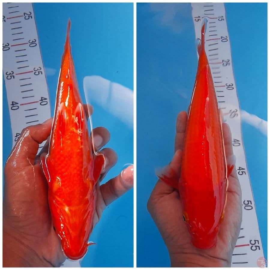 benigoi tembus 23 cm