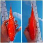 benigoi tembus 23 cm 