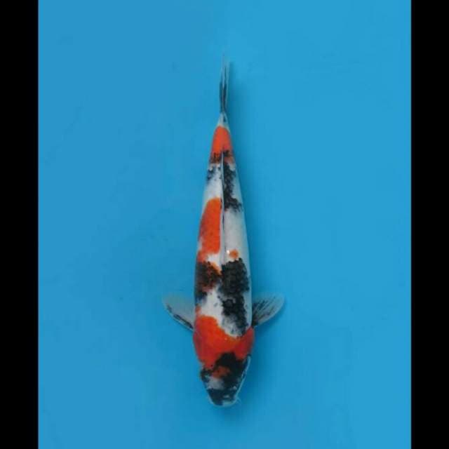 35cm - Showa Sanshoku Tategoi 