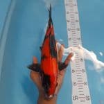 hi showa 35 cm male 