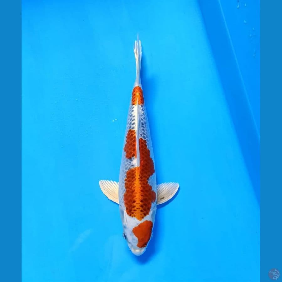 kujaku 35cm male