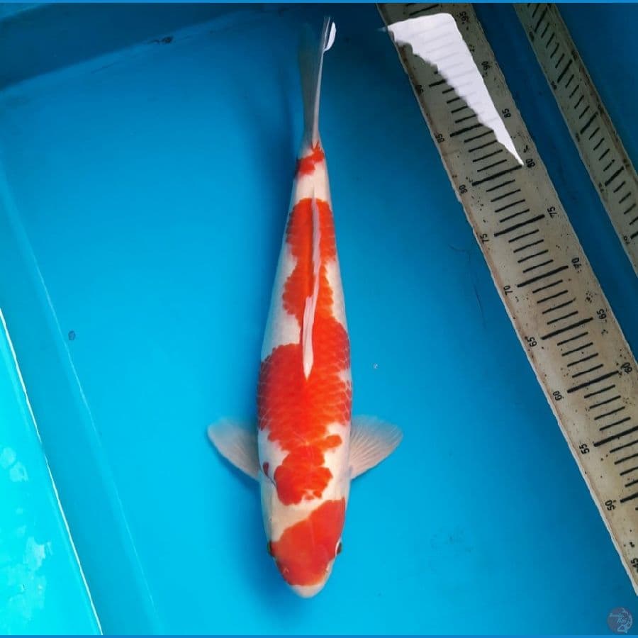 47cm Kohaku /Male