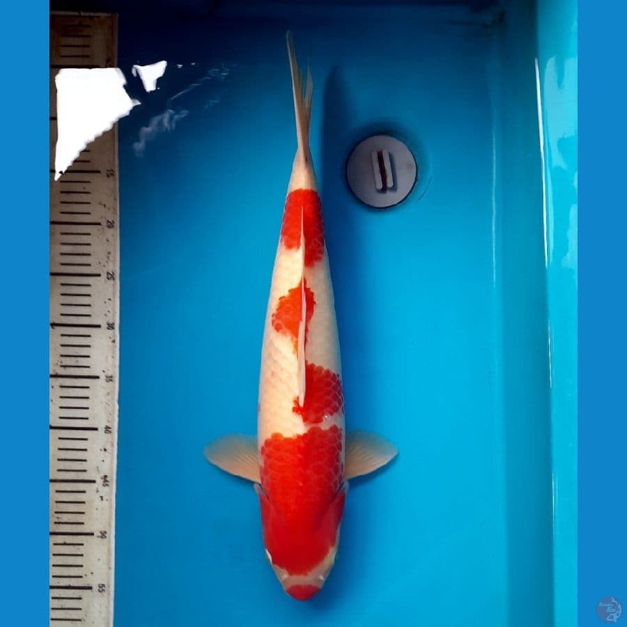 49cm Kohaku / Male