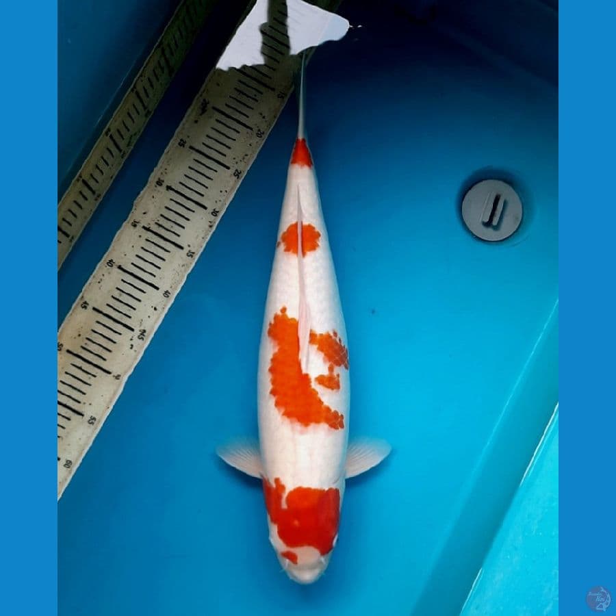 53cm Kohaku / Female