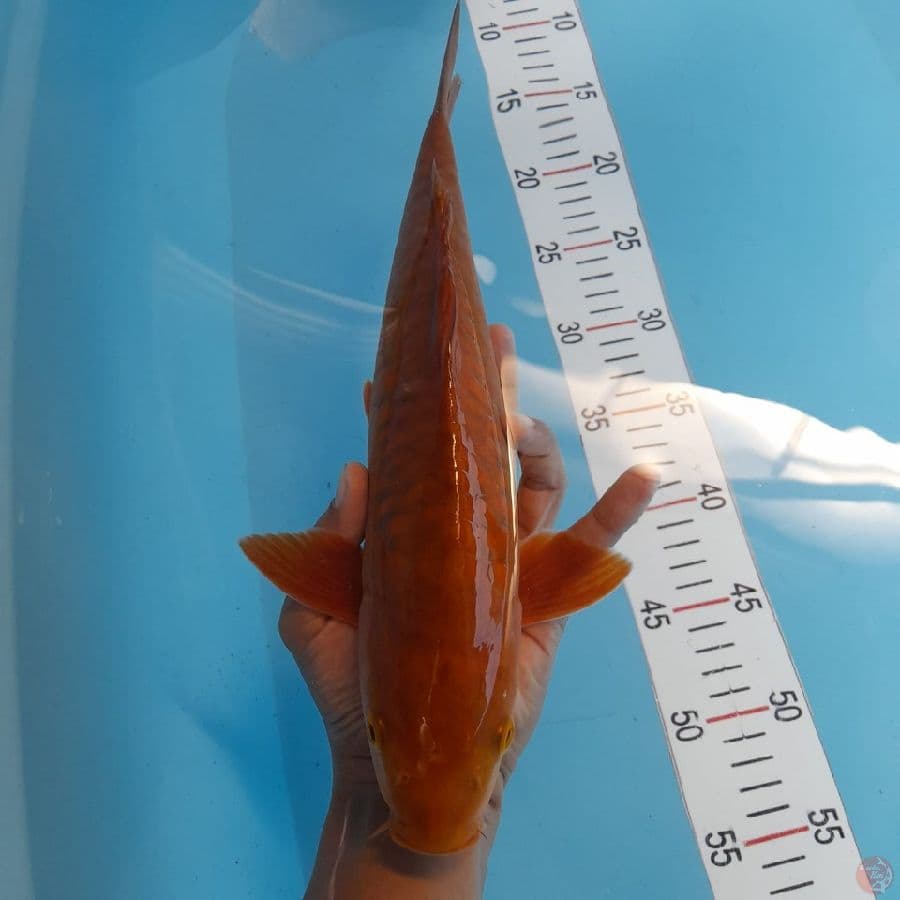 Chagoi Aragoke 36 cm