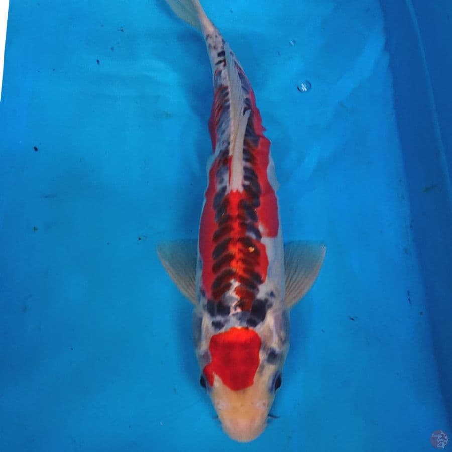 KUJAKU DOITSU 28 CM