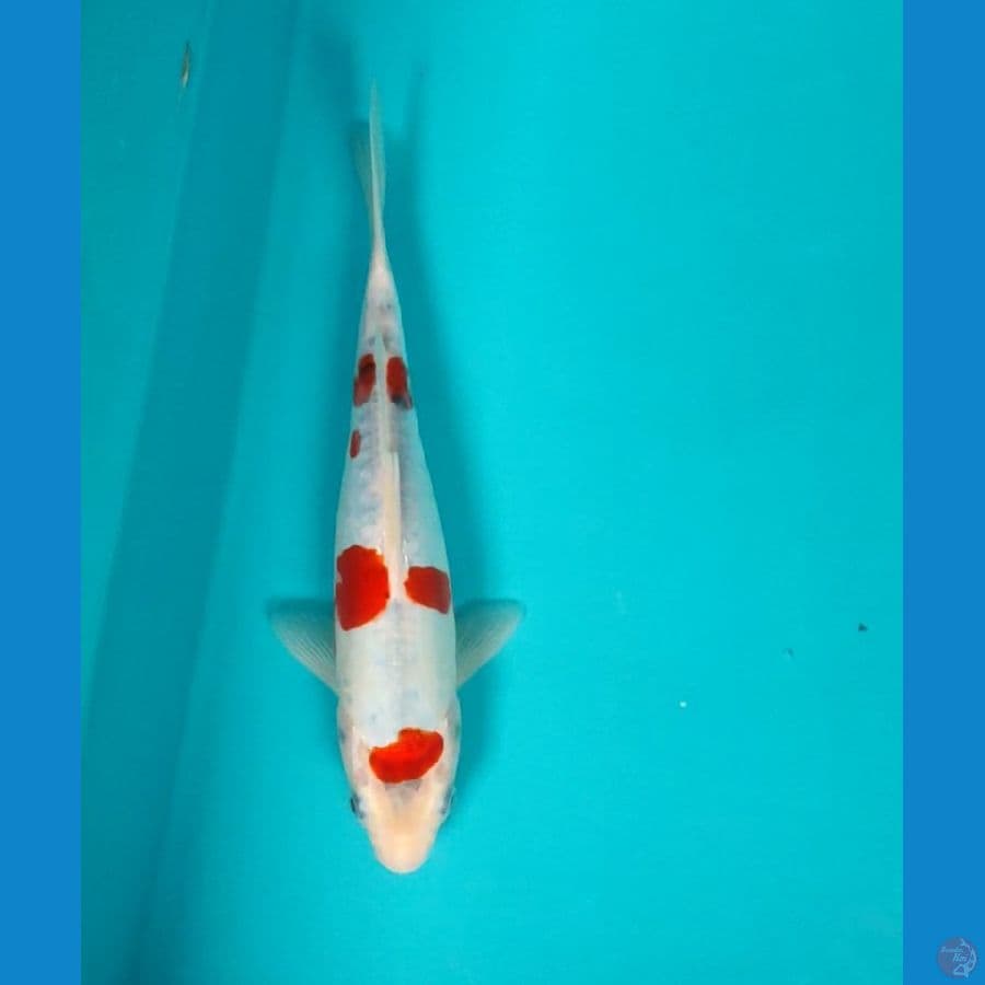 doitsu kawarimono 23cm