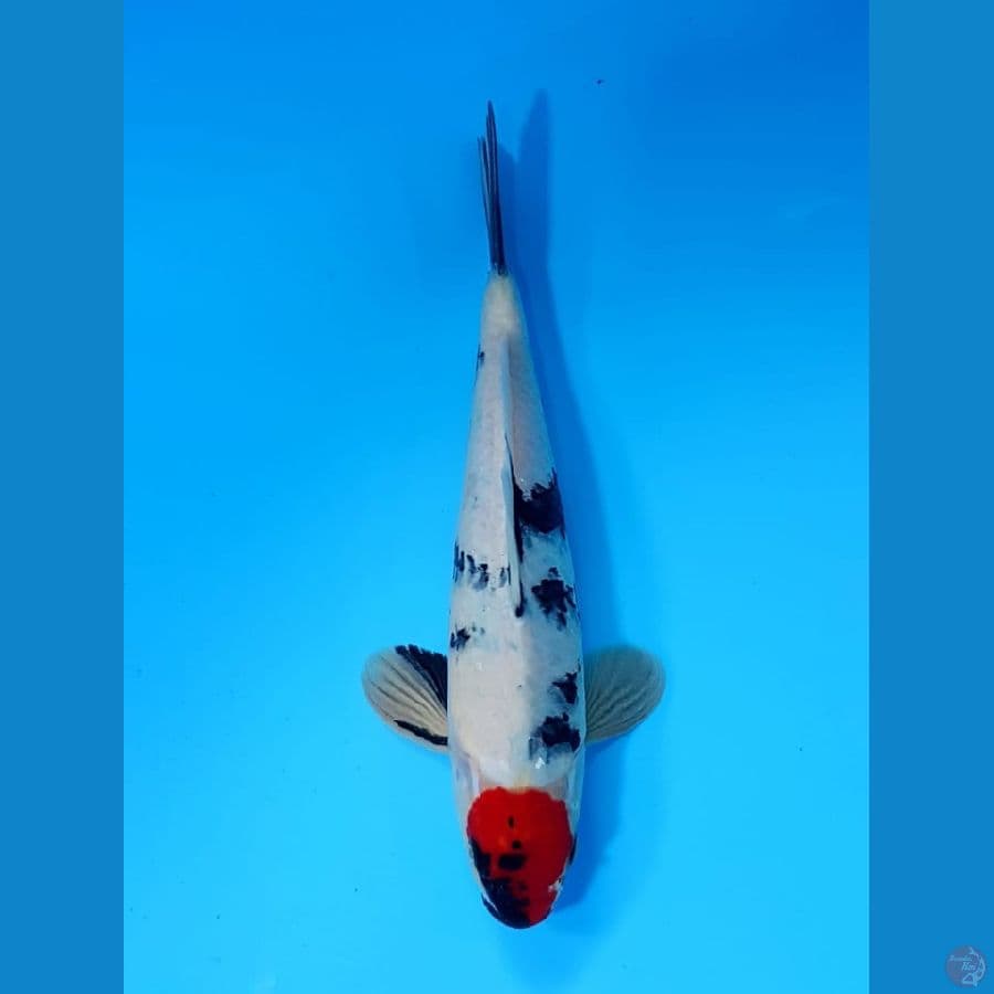 tancho showa size 29 cm