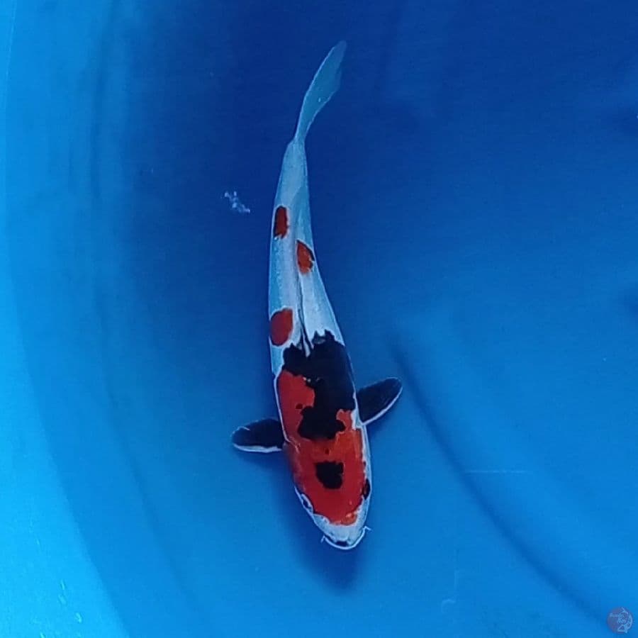 Showa Sanshoku 25 cm