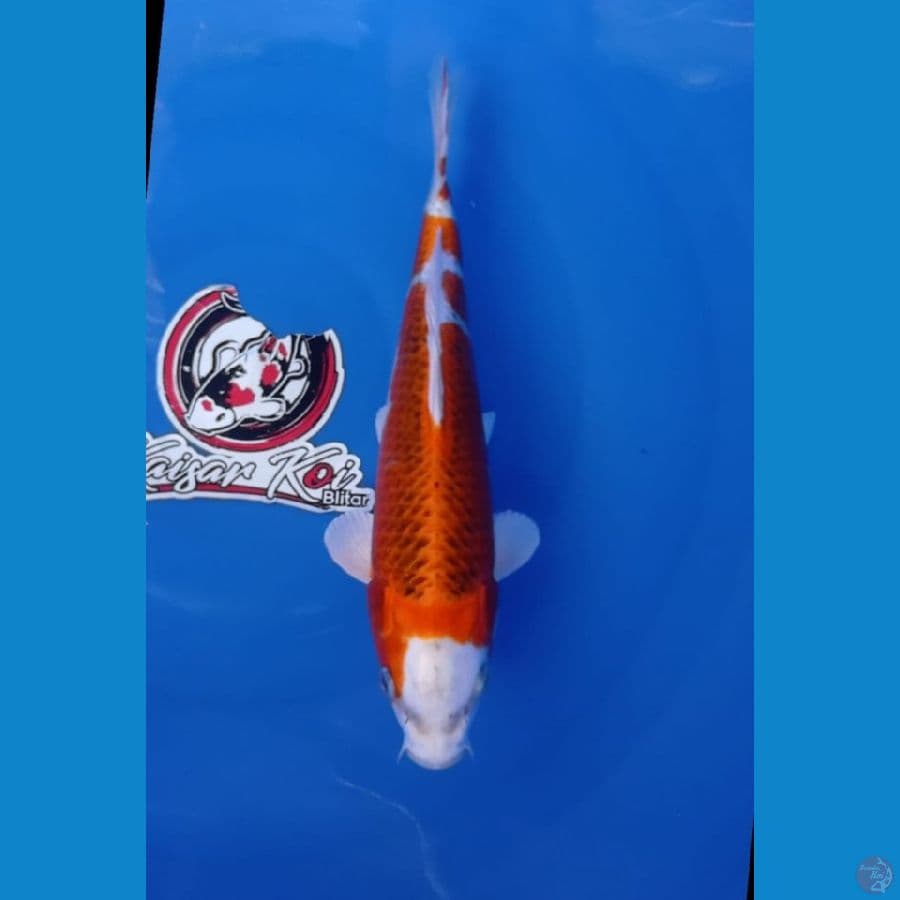 KAISAR - KUJAKU_32CM_BETINA